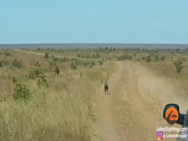 Phi thường - kỳ quặc - Video: Lợn bướu ngốc nghếch tự lao đến nộp mạng cho sư tử háu đói