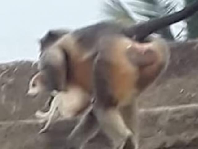 Thế giới - Ấn Độ: Khỉ con bị chó cắn chết, cả đàn khỉ "báo thù" ghê rợn?