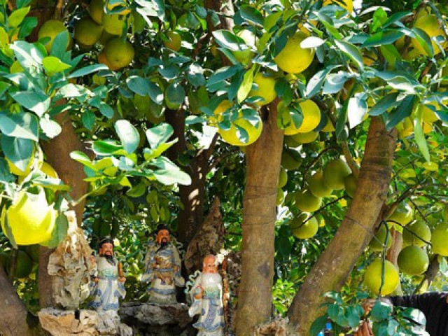 Thị trường - Tiêu dùng - Mãn nhãn với vườn bưởi cảnh đắt giá lớn nhất ở Hưng Yên