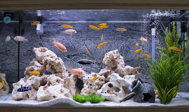 Ngoài bình hoa, bể thuỷ sinh cũng góp phần cân bằng phong thuỷ trong căn nhà. Trong đó, những con cá trong bể là biểu tượng cho sự phồn vinh, đồng thời giúp giảm năng lượng tiêu cực cho chủ nhà. Hiện tại, bể thủy sinh được bán với giá từ 850.000 đồng/bể.

