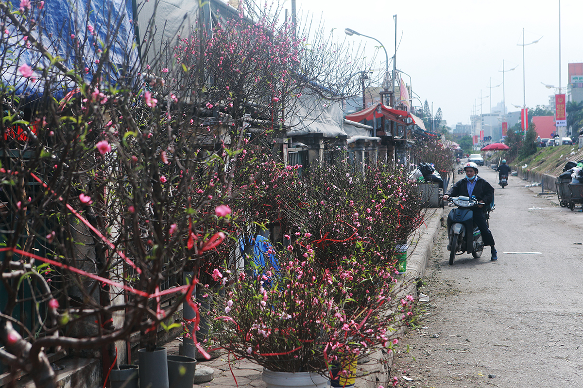 Những ngày này, khi đi ngang qua khu vực chợ Quảng An (quận Tây Hồ), nhiều người không khỏi ngỡ ngàng khi thấy những cành đào Nhật Tân được bày bán. Đào Nhật Tân xuống phố&nbsp;đón Tết sớm khiến nhiều người xao xuyến khi Tết đã cận kề.