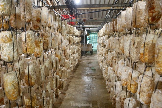 Còn hơn 1 tháng nữa là Tết Nguyên đán Nhâm Dần 2022, những ngày này, người dân sản xuất nấm tại xã Tân Lâm Hương (huyện Thạch Hà, tỉnh Hà Tĩnh) đang rộn ràng vào vụ Tết hy vọng sẽ có một vụ “được mùa, được giá”.