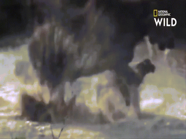 Phi thường - kỳ quặc - Video: Nai sừng tấm mẹ liều chết bảo vệ con non