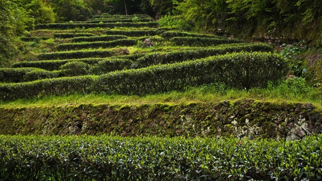 Theo các chuyên gia về trà ở vùng núi Vũ Di, sở dĩ giá trà đại hồng bào đắt đỏ là vậy vì hiện nay chỉ còn lại 6 cây trà cổ.
