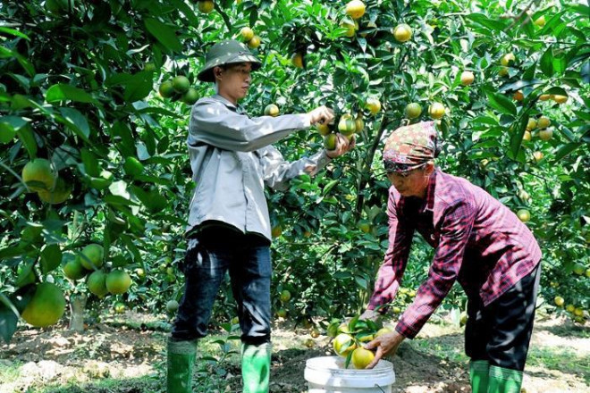 Xuất hiện cam ''trái vụ'' bán chạy hơn cam Vinh, Cao Phong dịp Tết Nguyên đán - 1