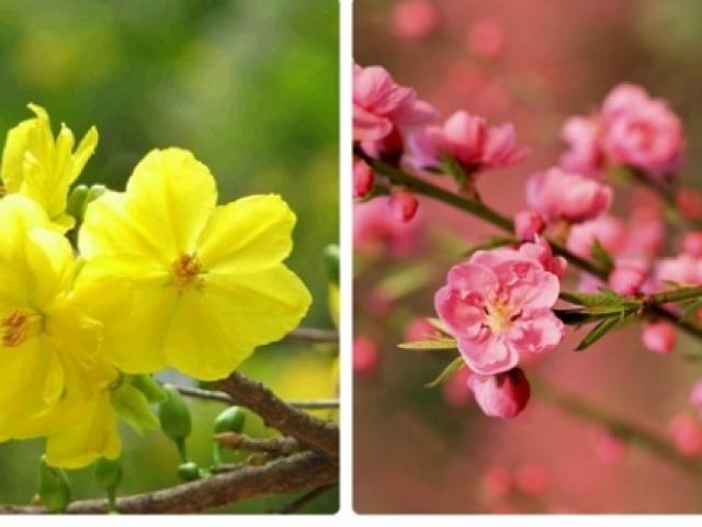 Thị trường - Tiêu dùng - Đã mắt ngắm những cây đào, mai "khủng" nhất Việt Nam