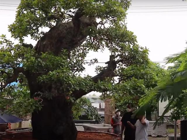 Thị trường - Tiêu dùng - Ông chủ chốt cây cảnh "khủng" giá 234 tỷ, hé lộ bán cho vui chứ "tiền nhiều làm gì"