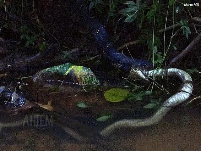 Phi thường - kỳ quặc - Video: Cận cảnh rắn hổ mang chúa vặn nát hổ mang Ấn Độ