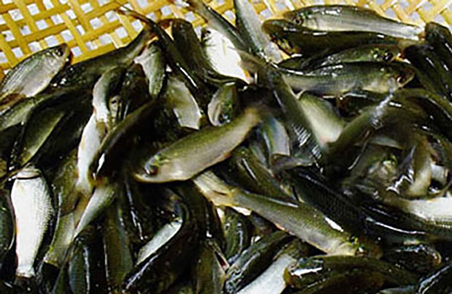 Ngoài cá linh tươi, sản phẩm nước mắm cá linh cũng là đặc sản nổi tiếng của miền Tây.
