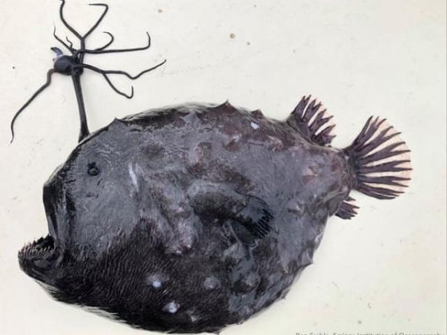 Thế giới - Tưởng là cục hắc ín, không ngờ là "quái vật" biển sâu kì dị, hàm răng sắc như dao cạo