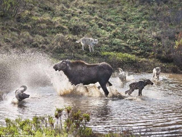 Media - Nai sừng tấm quyết chiến bảo vệ con trước những kẻ đi săn