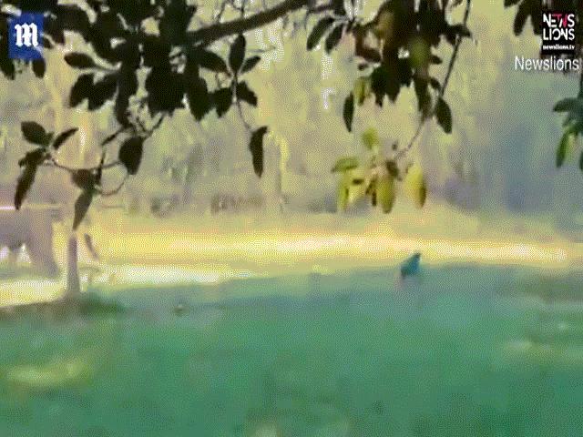 Thế giới - Video: Rợn người cảnh voi điên cuồng tấn công người đàn ông ở Ấn Độ