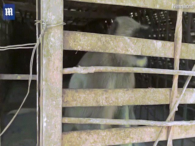 Thế giới - Diễn biến mới vụ bầy khỉ Ấn Độ giết hàng trăm con chó để “trả thù”