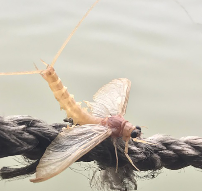 Ở sông Hồng có một loại côn trùng kỳ lạ, chỉ sống vài tiếng đời, nhưng nó được xem là đặc sản nổi tiếng mà ít người biết tới. 
