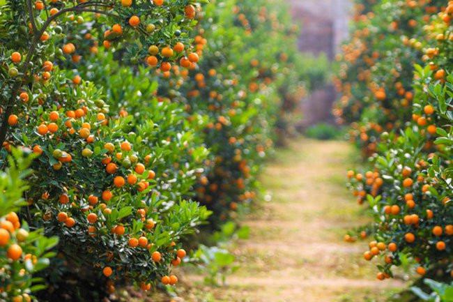 Dịch Covid-19 khiến nhiều nhà vườn chuyên trồng cây cảnh, trái cây "độc, lạ" giảm sản lượng. Ảnh minh họa&nbsp;