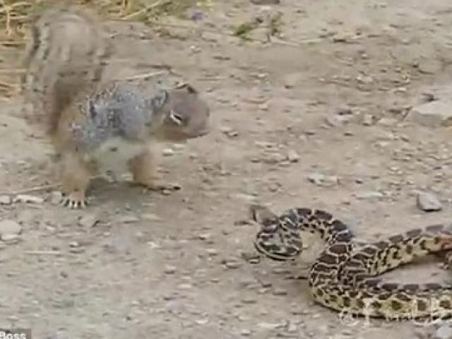 Media - Sóc đói liều mạng tấn công, cắn chết rắn hổ trâu