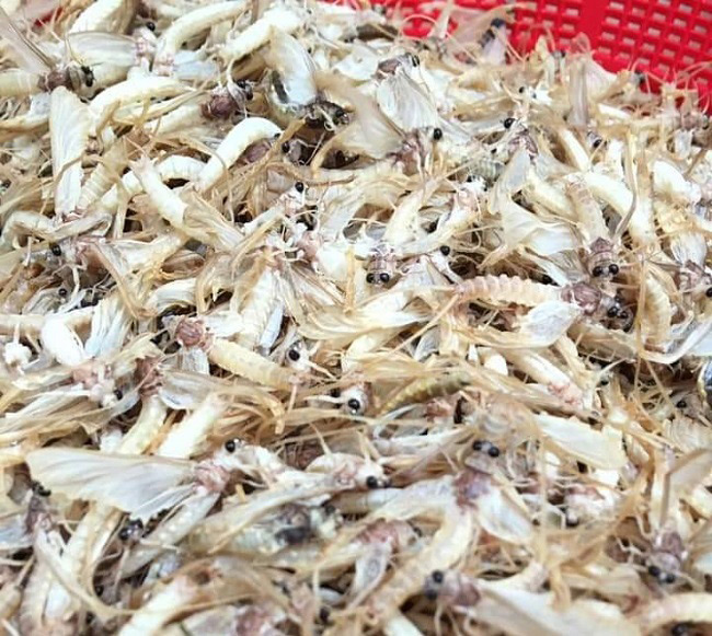 Anh Tình - chủ một nhà hàng ở Hà Nội cho biết Nếu bán tươi sống chỉ được khoảng 500.000 đồng/kg nhưng mang chế biến thì mỗi kg vờ có thể làm được 4 đĩa với giá từ 200-300.000 đồng/đĩa. Vì vậy, mỗi kg vờ sẽ có giá khoảng 1 triệu đồng
