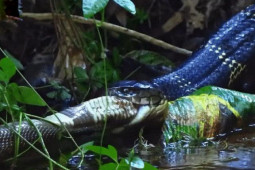 Media - Hổ mang chúa "hạ sát" tàn nhẫn một trong "tứ đại nọc độc" ở Ấn Độ