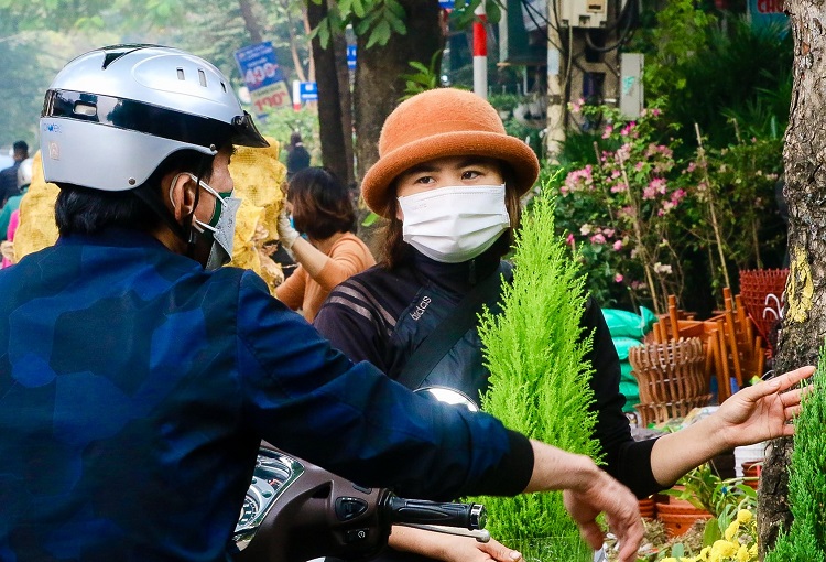 Tùng thơm “cháy hàng”, người Hà Nội đổ xô đi mua cây trước thềm Giáng sinh - 3