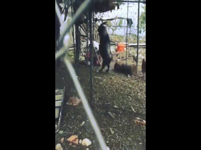 Thế giới - Video: Hoảng hồn cảnh con vật màu đen sì, có sừng, lầm lì bước vào nhà