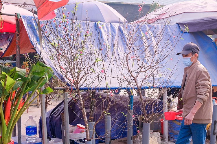 Hà Nội: Đào Nhật Tân bán đầy chợ, người dân chi tiền triệu “chơi Tết” sớm - 7