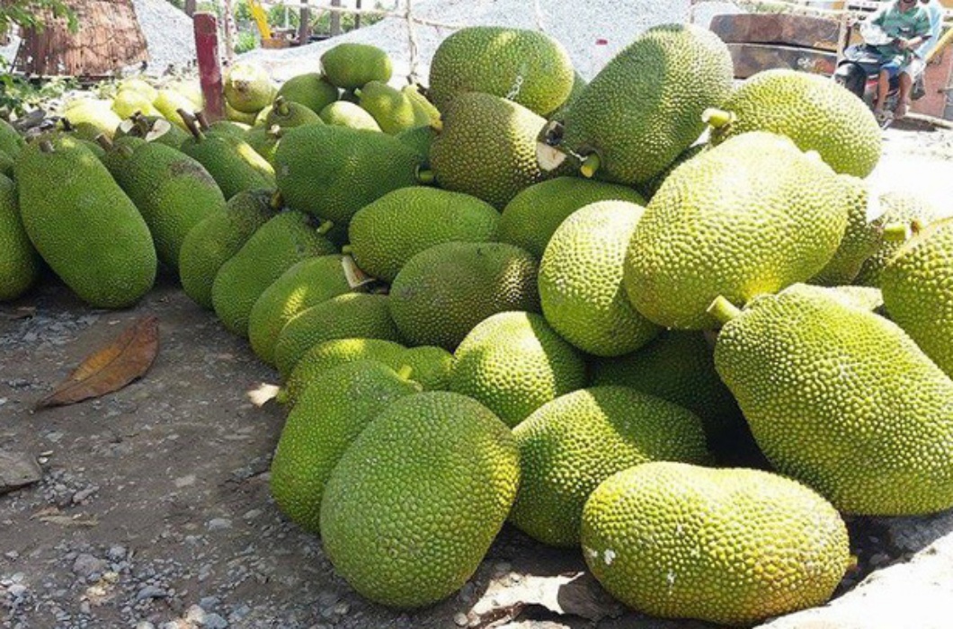 Huyện Chợ Lách, Bến Tre là nơi xuất hiện của một giống mít có kích thước đặc biệt &#34;khủng&#34;, với trung bình mỗi quả mít nặng tới 20kg.
