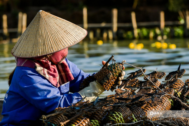 Ngư dân bắt cà ra bỏ túi hàng triệu mỗi ngày - 11