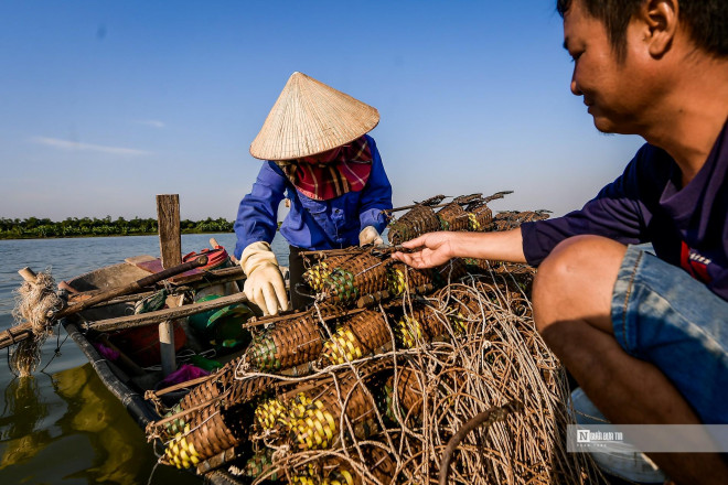 “Chúng tôi phải quan sát bám theo con nước, giống cua lông này dưới nước bơi nhanh như cá. Hễ nghe thấy tiếng động là chúng mất hút nơi đáy sông, bởi thế không bao giờ người ta có thể bắt được cà ra bằng tay mà phải dùng bẫy. Mỗi rọ khi bẫy sập thì chỉ bắt được một con cà ra”, anh Miền chia sẻ.