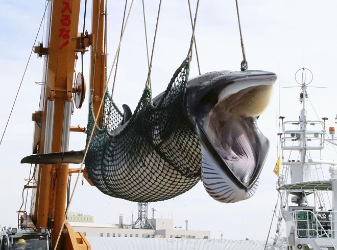 Ngành nghề săn bắt cá voi thương mại ở Nhật Bản hiện tại sống nhờ nguồn trợ cấp của chính phủ.