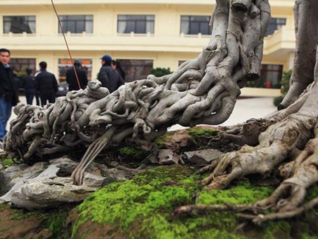 Thị trường - Tiêu dùng - Khu vườn với cây cảnh được đổi bằng 6 lô biệt thự của đại gia Phú Thọ