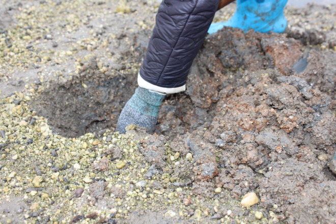 Việc này đòi hỏi người đào sâm đất phải nhanh, có kinh nghiệm bởi loại hải sản này nằm sâu từ 10 - 30 cm trong nhiều hang hốc. Lúc cuốc, phải cúi gập người lấy đà cuốc dồn dập vì khi đã xuống nhát cuốc đầu tiên thì những nhát sau phải đào thật nhanh. Giống sâm đất này tinh lắm, chỉ cần nghe một tiếng động nhỏ là nó luồn sâu xuống dưới, mất dấu không đào được.