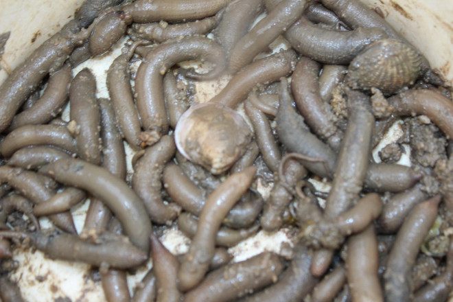 Sá sùng sau khi đã bắt được còn lem nhem bùn cát