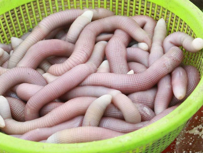 Theo dân gian, sá sùng/sâm đất có công dụng bổ thận, ích tinh, chữa yếu sinh lý, liệt dương. Thời xưa, sá sùng được dùng để cống cho vua, quan và chỉ những người giàu có mới có điều kiện thưởng thức. Bởi thế có lúc, giá của 1 kg sá sùng khô đắt ngang 1 chỉ vàng.