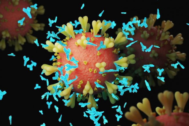 Các nhà khoa học đã xác định được kháng thể có thể chống mọi biến thể của virus SARS-CoV-2. Ảnh: SCITECHDAILY