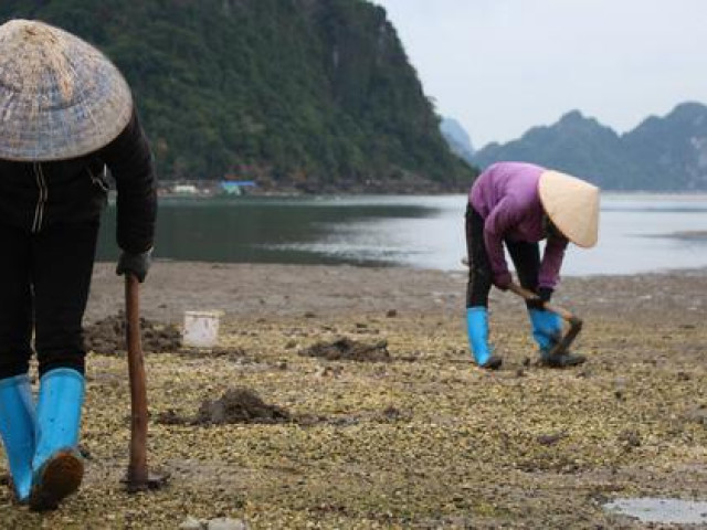 Thị trường - Tiêu dùng - Cận cảnh đi săn sá sùng kiếm tiền triệu mỗi ngày