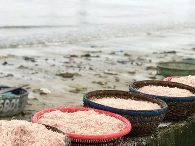 Tin tức trong ngày - Ngư dân Đà Nẵng kiếm tiền triệu mỗi ngày nhờ 'món quà' từ biển cả