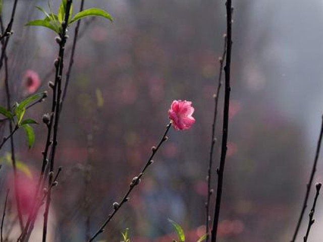 Thị trường - Tiêu dùng - Đào Nhật Tân xuống phố chịu cảnh đìu hiu, nông dân thà ế, quyết không bán cho người ép giá