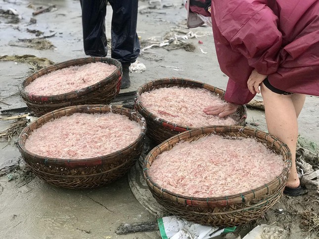 Những ngày này, dọc theo bờ biển Thọ Quang (phường Thọ Quang, quận Sơn Trà, TP Đà Nẵng), từng chiếc thúng, chiếc thuyền náo nhiệt, đông vui sau một ngày đánh bắt ruốc biển trở về. Trong ảnh: Từng thúng ruốc được ngư dân chuyển từ trên tàu vào bờ sau một ngày lênh đênh trên biển.