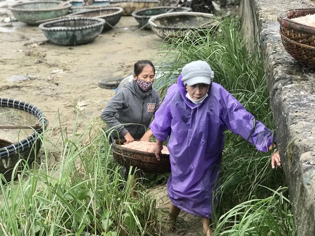 Cứ vào các tháng 12, tháng 1 và 2…dọc bờ biển những con ruốc sẽ vào dày đặc. Ngư dân chỉ việc theo hướng di chuyển của đàn ruốc mà thả lưới.