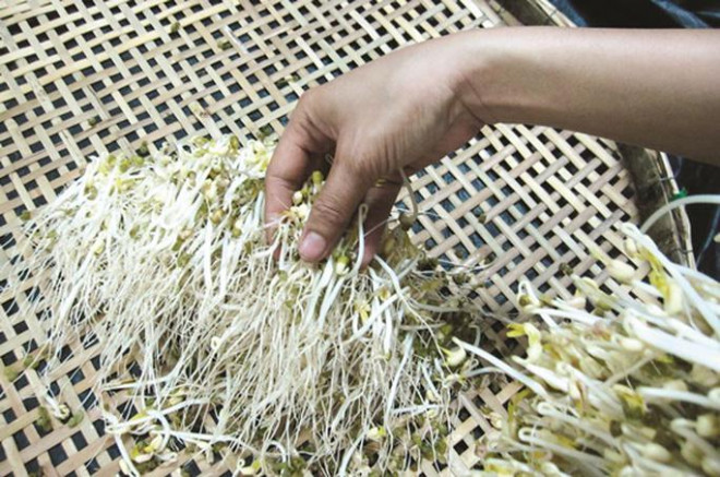 Giá đỗ là thực phẩm nhiều người yêu thích.