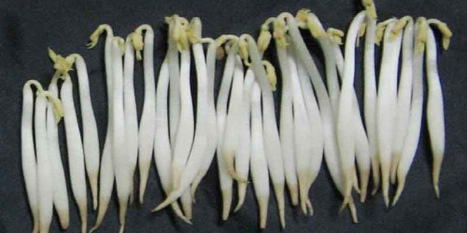 Giá đỗ ủ hoá chất