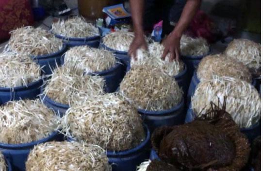 Giá đỗ được sản xuất bằng hóa chất không rõ nguồn gốc vừa bị lực lượng PC49 Đồng Nai bắt quả tang. Ảnh: Báo Tuổi Trẻ