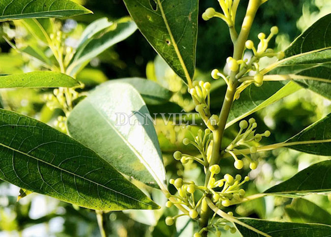 Trước đây, người dân Quảng Ngãi đã hái sả rừng để làm gia vị chế biến nhiều món ăn mang đậm bản sắc của đồng bào vùng cao.&nbsp;
