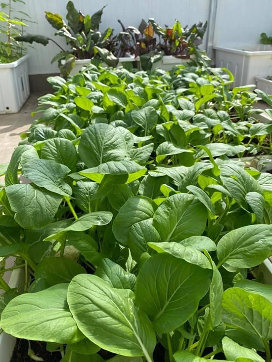 Vườn rau trên sân thượng của Đại sứ Hoà bình 2019 Minh Thu