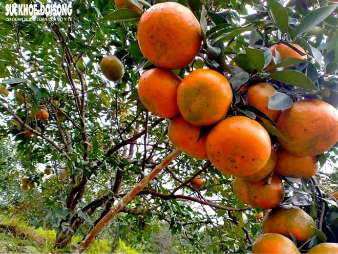 Cam bù hiện nay được trồng ở nhiều nơi, nhưng cam được trồng ở huyện Hương Sơn có vị ngọt thanh và thơm, mọng nước. Chính vì&nbsp;thế mấy chục năm qua nó đã trở thành thương hiệu của người dân Hương Sơn và được nhiều thực khách nơi khác biết đến.