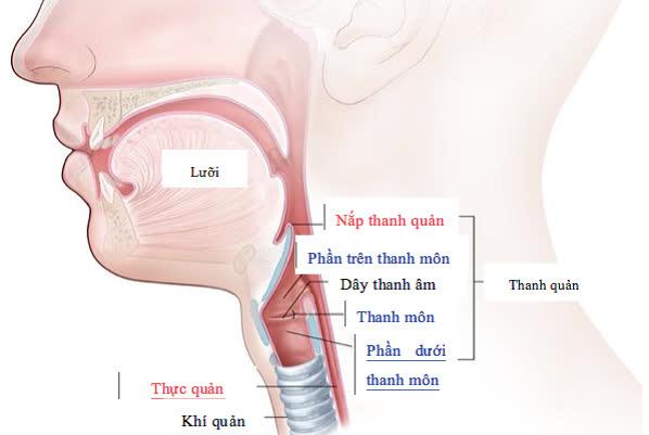 Ung thư thanh quản: Dấu hiệu, nguyên nhân, điều trị và tiên lượng - 1