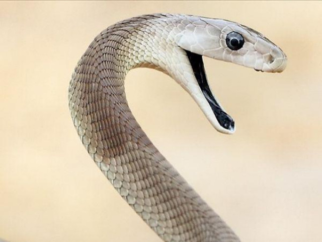 Thế giới - Đi lấy củi, 3 người trong gia đình bị rắn mamba đen cắn tử vong