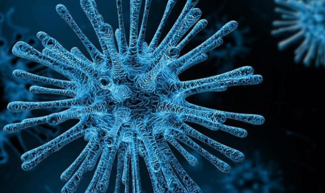 Arterivirus - Ảnh minh họa từ Medical Xpress