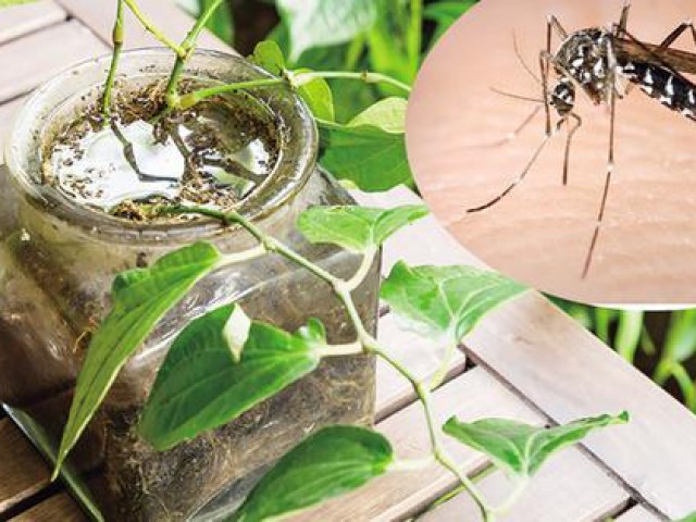 Sức khỏe đời sống - Sốt xuất huyết đang bùng phát mạnh, hãy kiểm tra ngay những vị trí này vì rất có thể chúng là "ổ chứa" bọ gậy trong nhà