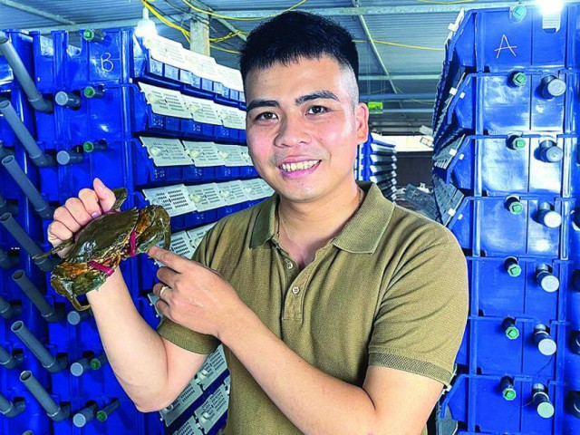 Thị trường - Tiêu dùng - Giữa Hà Nội, nuôi cua biển… trong nhà thu trăm triệu